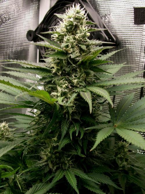 Gelato (GDG24 #2). Week 12