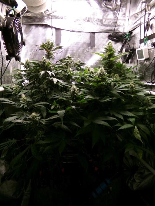 Gelato (GDG24 #2). Week 12