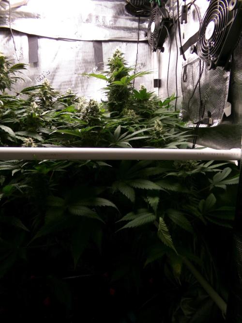 Gelato (GDG24 #2). Week 12 - Day 82