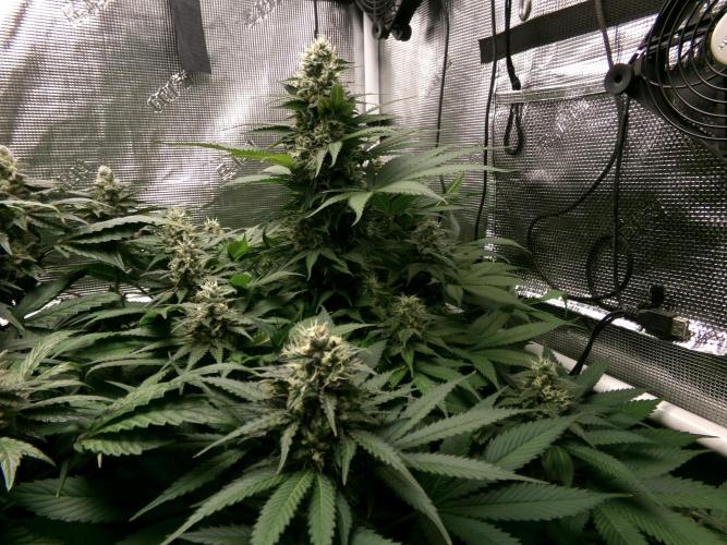 Gelato (GDG24 #2). Week 12