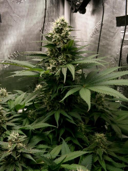 Gelato (GDG24 #2). Week 12