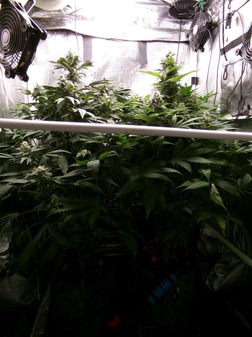 Gelato (GDG24 #2). Week 12
