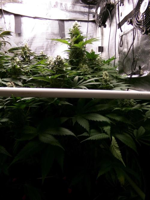 Gelato (GDG24 #2). Week 12 - Day 84