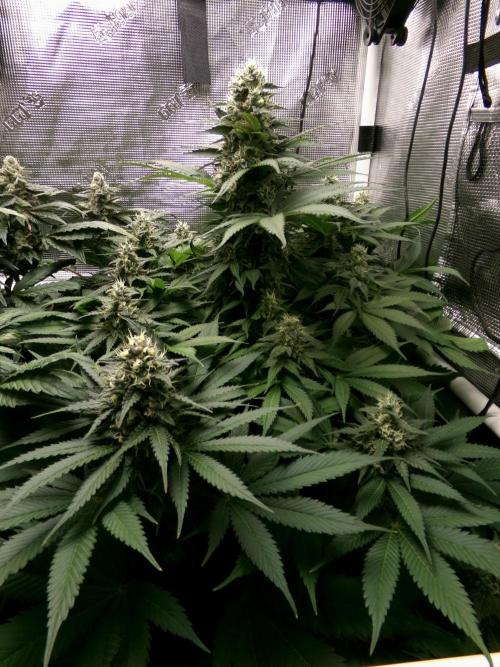 Gelato (GDG24 #2). Week 12