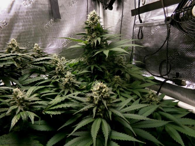 Gelato (GDG24 #2). Week 12
