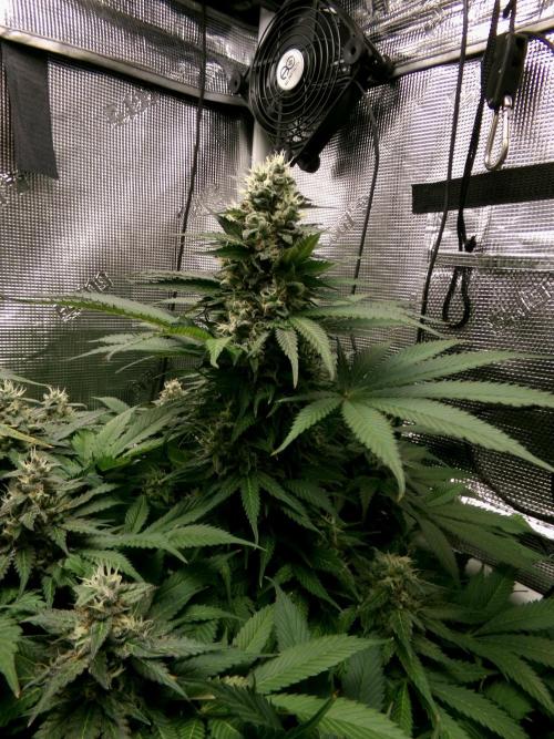 Gelato (GDG24 #2). Week 12