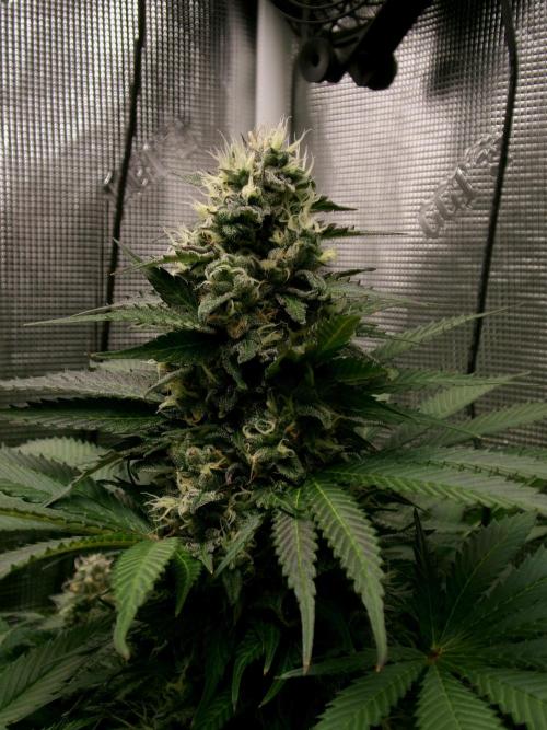 Gelato (GDG24 #2). Week 12