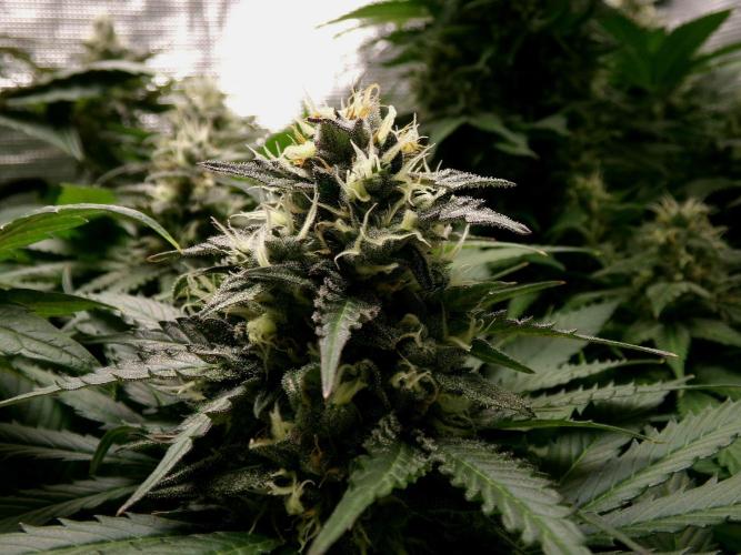 Pyramid Seeds - Gelato door Hashy