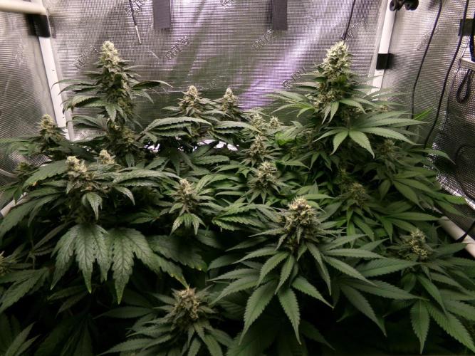 Gelato (GDG24 #2). Week 12
