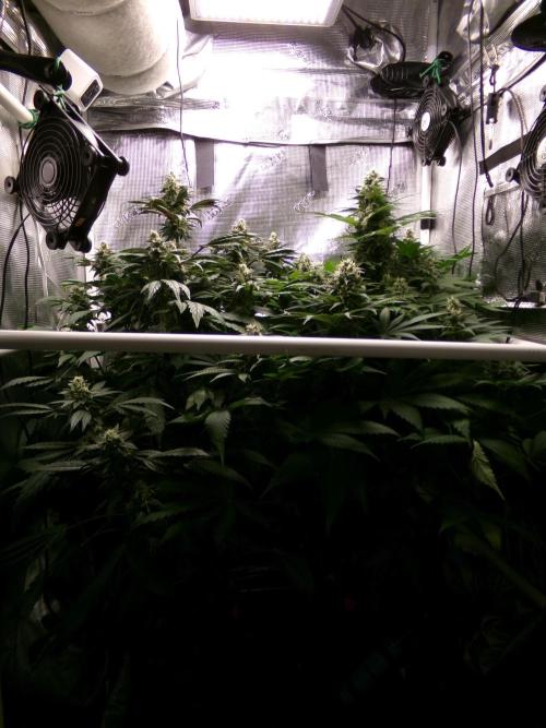 Gelato (GDG24 #2). Week 12