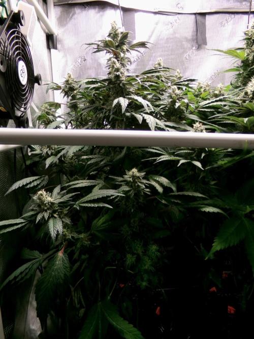 Biscotti Gelato (GDG 24 #1). Week 14 - Day 94