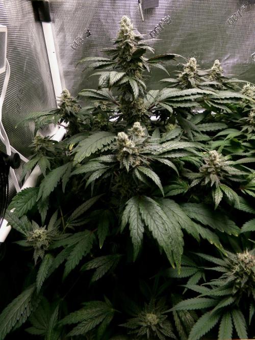 Biscotti Gelato (GDG 24 #1). Week 14
