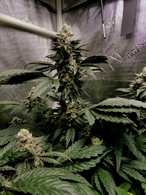 Biscotti Gelato (GDG 24 #1). Week 14