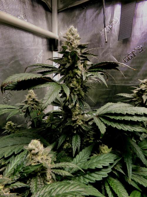 Biscotti Gelato (GDG 24 #1). Week 14