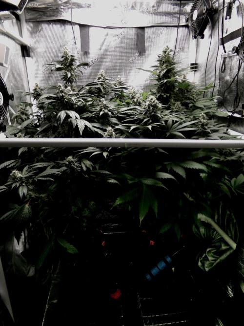 Biscotti Gelato (GDG 24 #1). Week 14