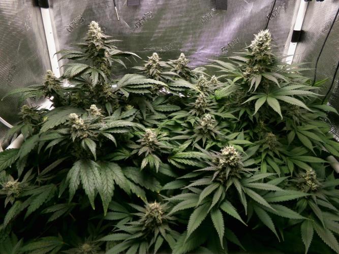 Biscotti Gelato (GDG 24 #1). Week 14