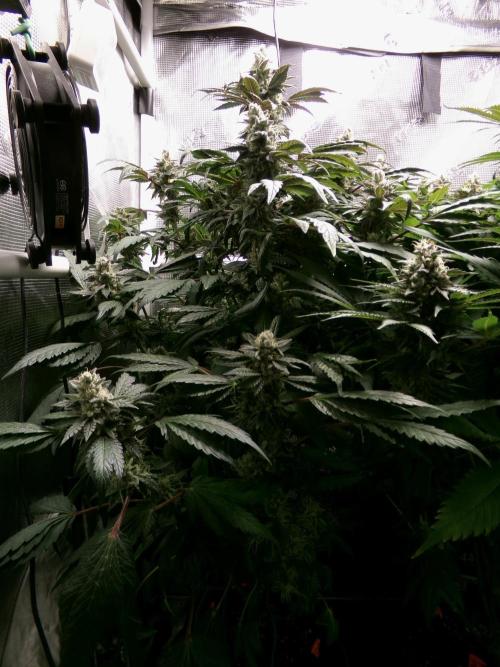 Biscotti Gelato (GDG 24 #1). Week 14 - Day 98