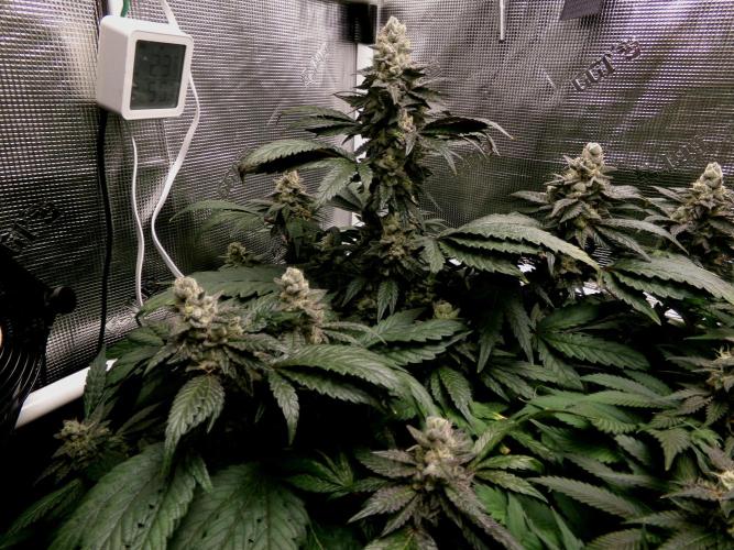 Biscotti Gelato (GDG 24 #1). Week 14