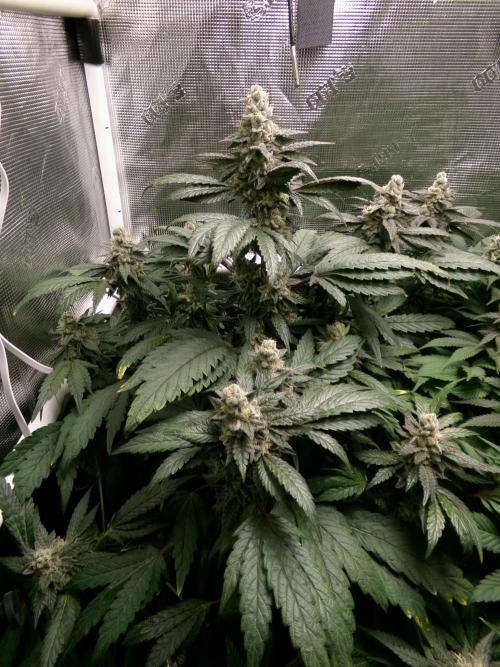 Biscotti Gelato (GDG 24 #1). Week 14