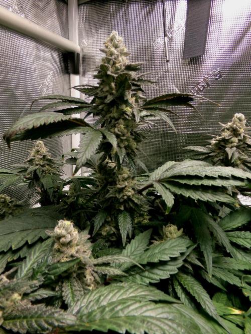 Biscotti Gelato (GDG 24 #1). Week 14