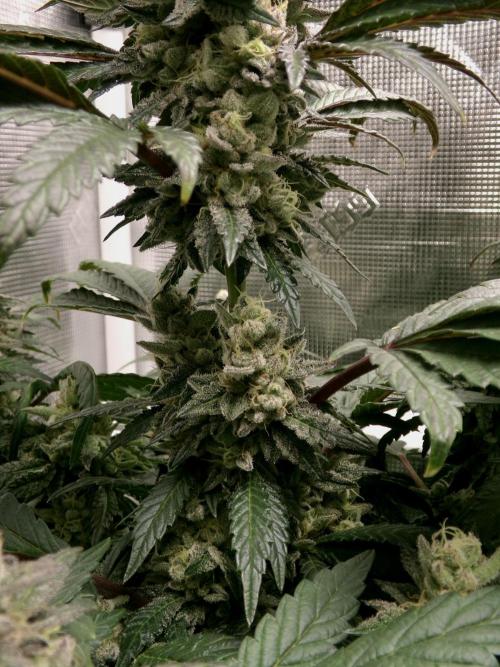 Biscotti Gelato (GDG 24 #1). Week 14