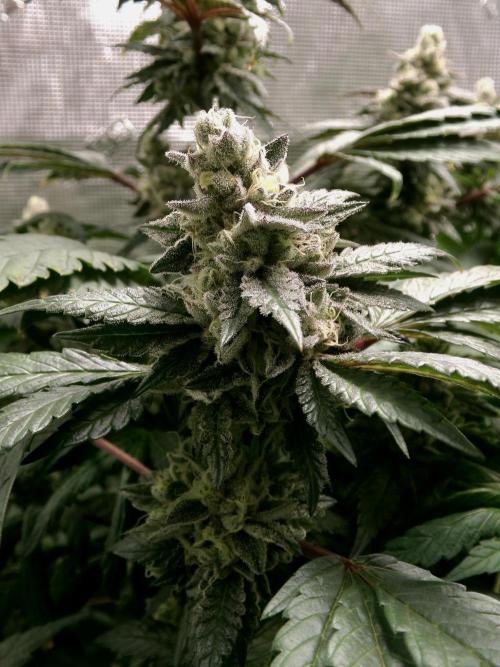 Biscotti Gelato (GDG 24 #1). Week 14