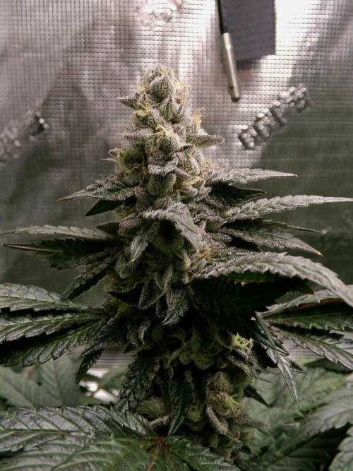 Biscotti Gelato (GDG 24 #1). Week 14