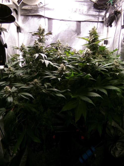 Biscotti Gelato (GDG 24 #1). Week 14