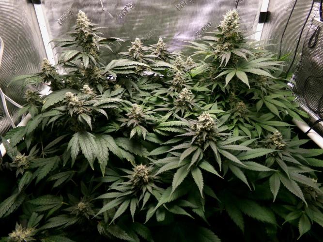 Biscotti Gelato (GDG 24 #1). Week 14