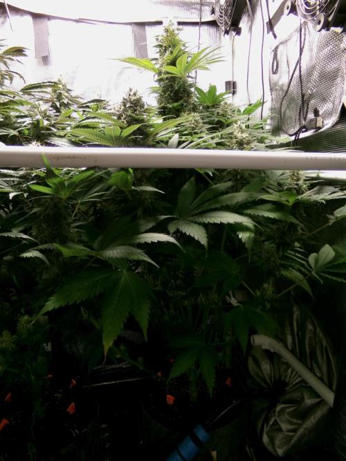 Gelato (GDG24 #2). Week 13 - Day 87