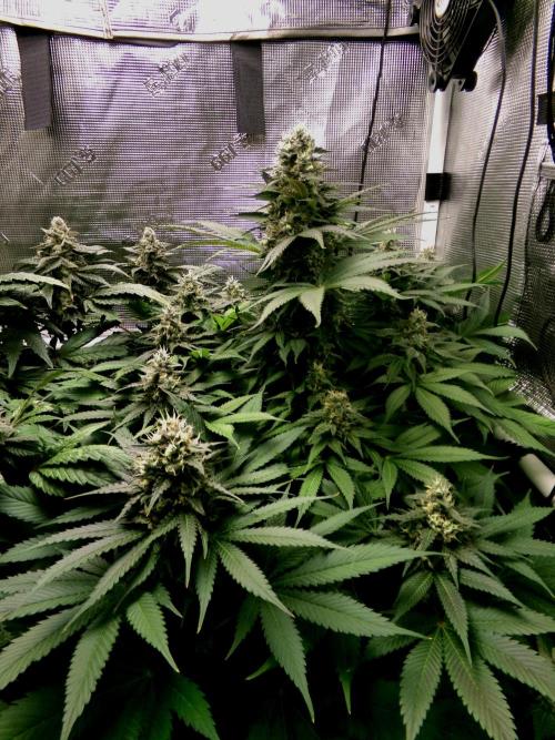 Gelato (GDG24 #2). Week 13