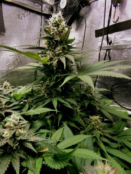 Gelato (GDG24 #2). Week 13