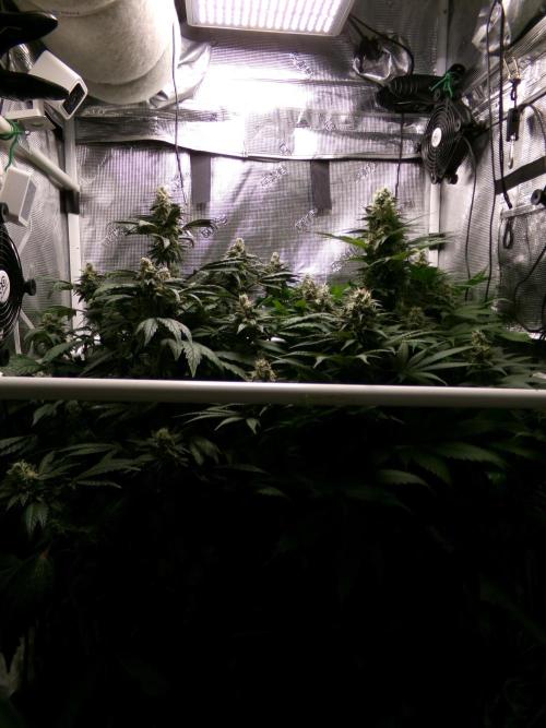 Gelato (GDG24 #2). Week 13
