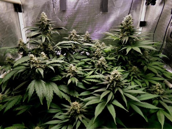 Gelato (GDG24 #2). Week 13
