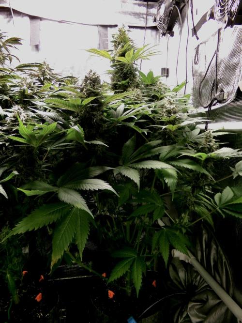 Gelato (GDG24 #2). Week 13 - Day 91