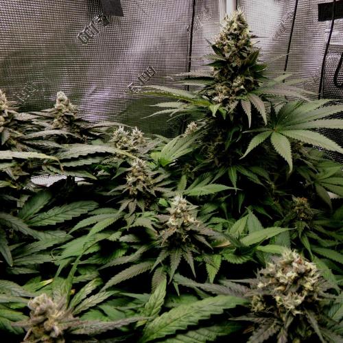 Gelato (GDG24 #2). Week 13