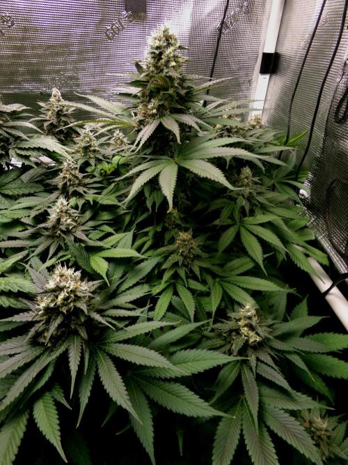 Gelato (GDG24 #2). Week 13