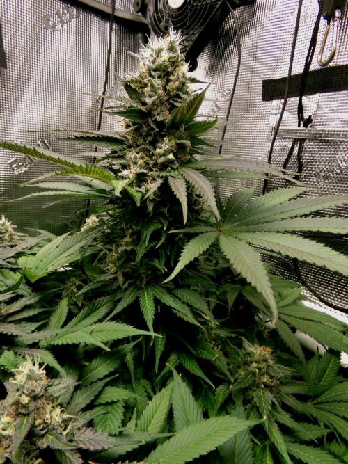 Gelato (GDG24 #2). Week 13