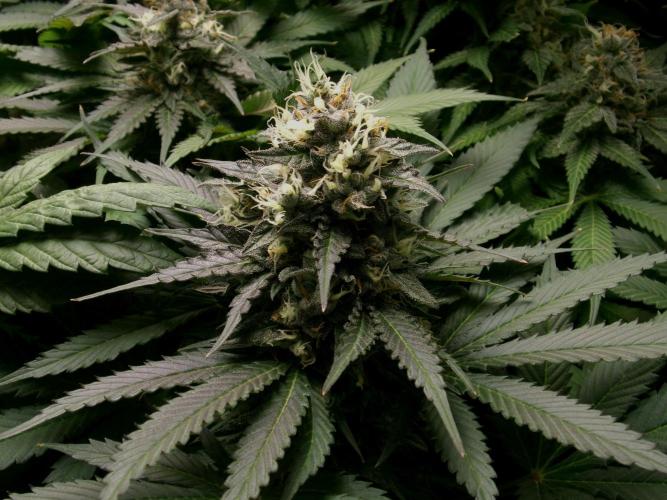 Gelato (GDG24 #2). Week 13