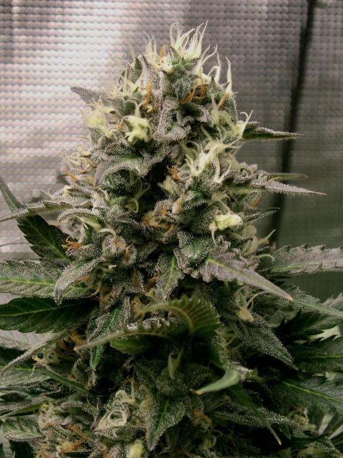 Gelato (GDG24 #2). Week 13