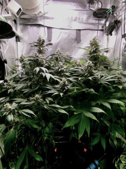 Gelato (GDG24 #2). Week 13