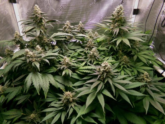 Gelato (GDG24 #2). Week 13