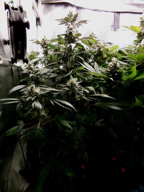 Biscotti Gelato (GDG 24 #1). Week 15 - Day 101