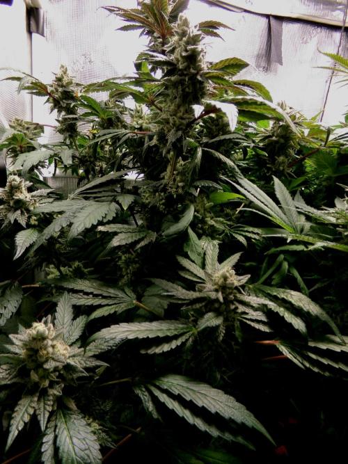 Biscotti Gelato (GDG 24 #1). Week 15