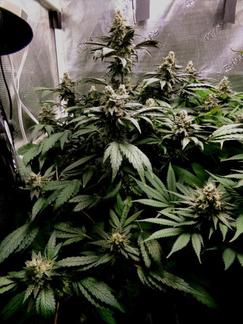 Biscotti Gelato (GDG 24 #1). Week 15