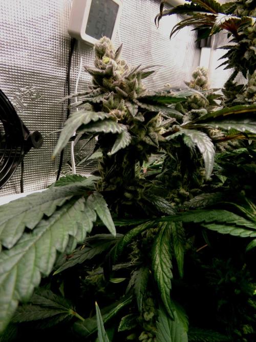 Biscotti Gelato (GDG 24 #1). Week 15
