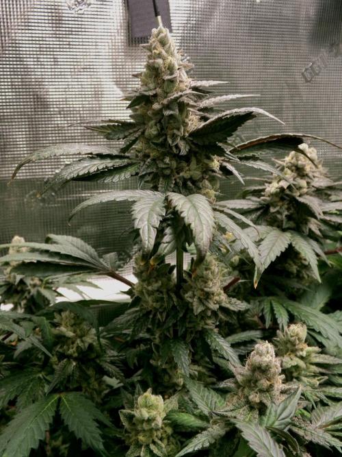 Biscotti Gelato (GDG 24 #1). Week 15