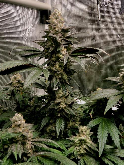 Biscotti Gelato (GDG 24 #1). Week 15