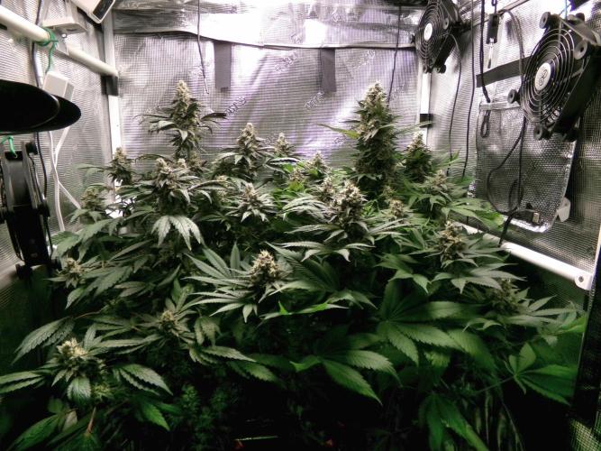 Biscotti Gelato (GDG 24 #1). Week 15
