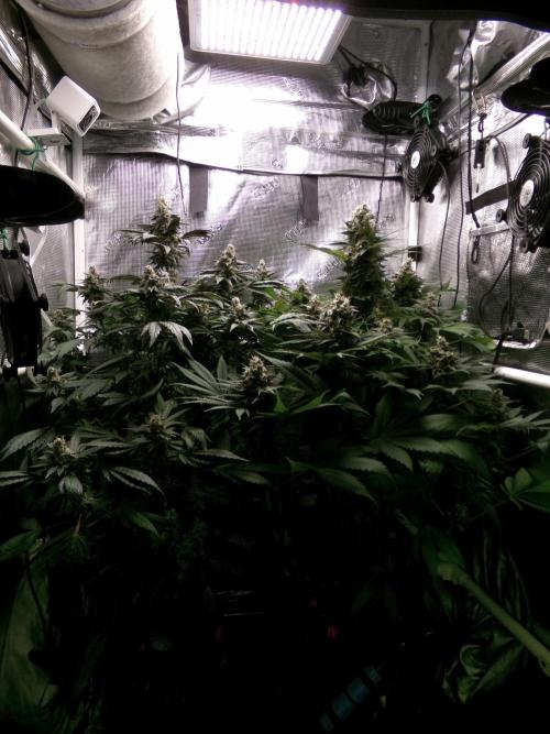 Biscotti Gelato (GDG 24 #1). Week 15